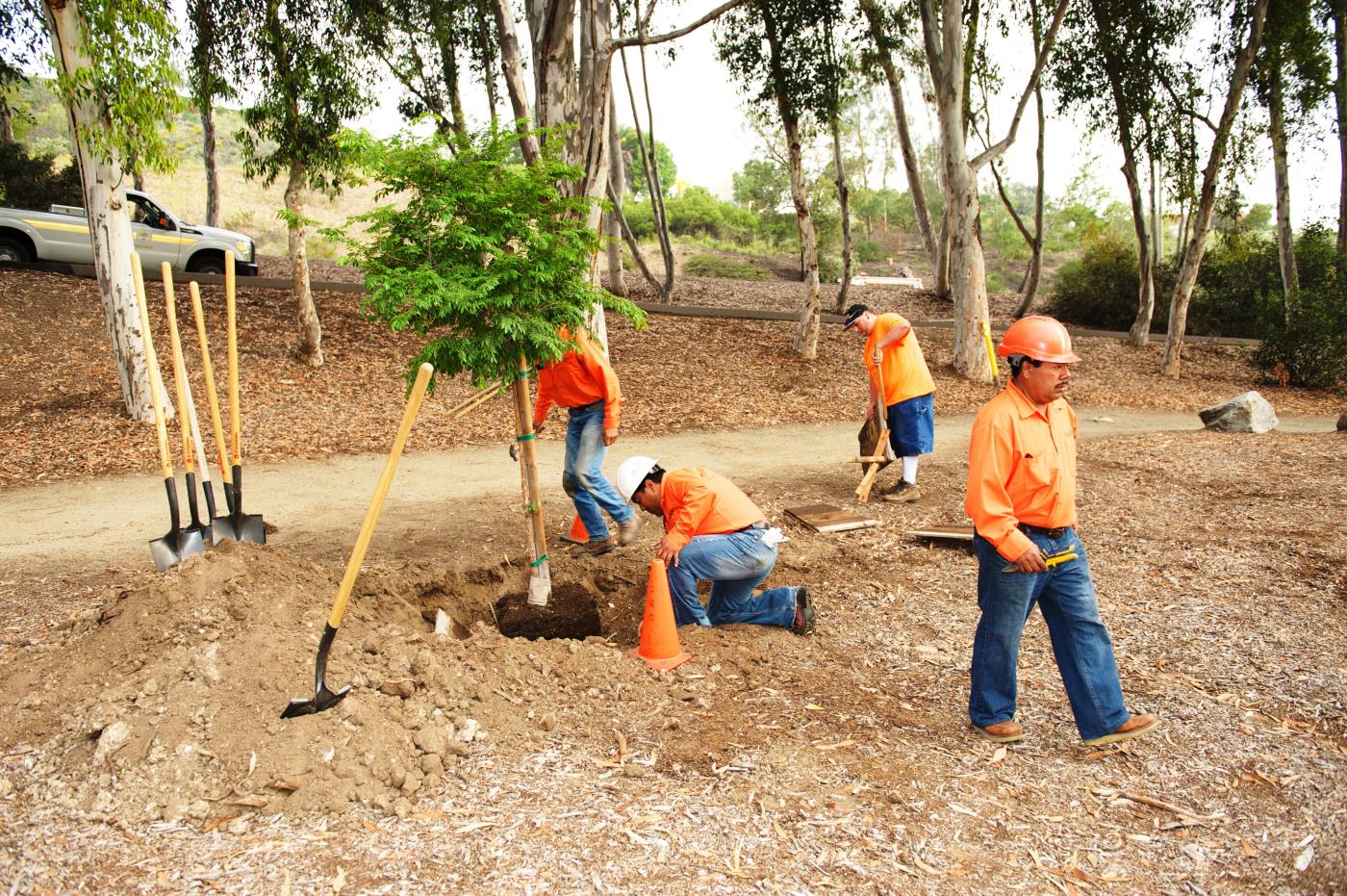 workers planting